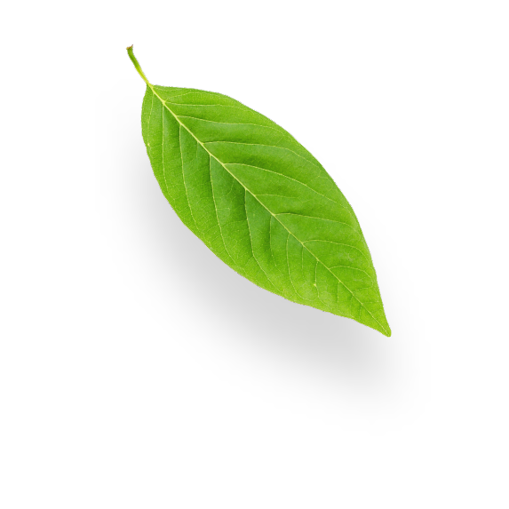 Reto MANYAR